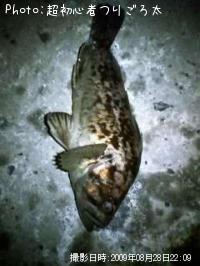 ¥Ù¥Ã¥³¥¦¥¾¥¤