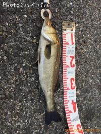 �����Х�