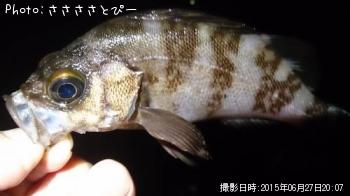 ��Х�������Х�