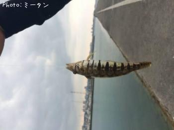 ʬ����ޤ���