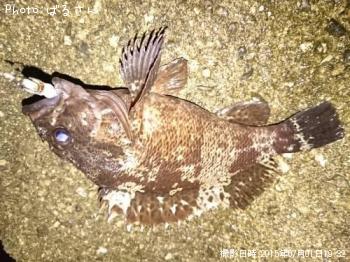 ¥Ù¥Ã¥³¥¦¥¾¥¤