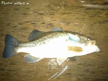 ¥Ö¥é¥Ã¥¯¥Ð¥¹