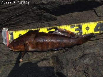 �����ʥ�