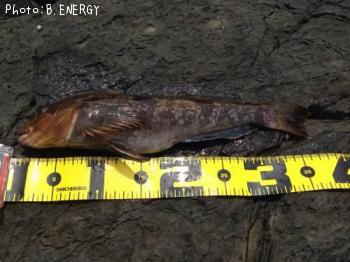 �����ʥ�