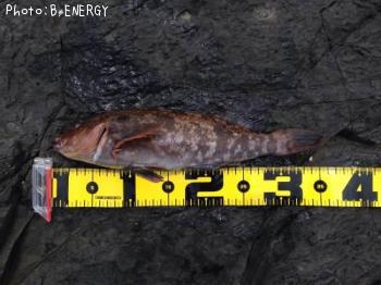 �����ʥ�