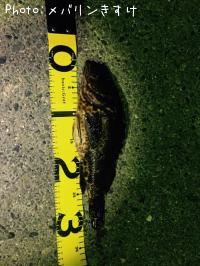 ¥¿¥±¥Î¥³¤Á¤ã¤ó