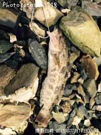 �����ʥ�