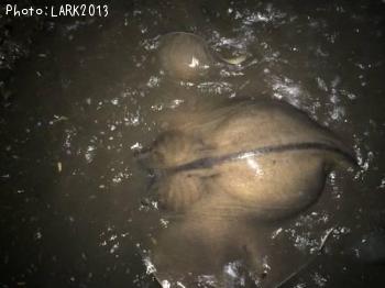 �����Х�