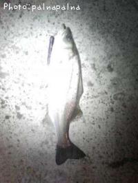 �����Х�