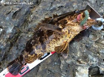 �٥å�������