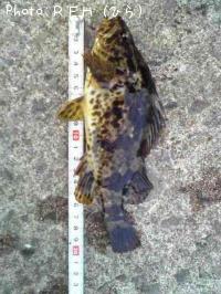 �٥å�������