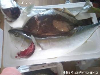 ¥ï¥é¥µ¤È¥Ò¥é¥á