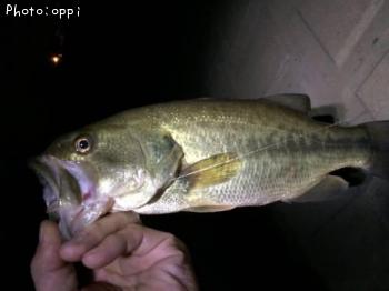 �֥�å��Х�