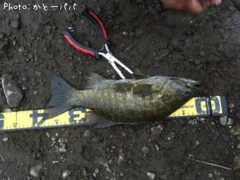 �֥�å��Х�