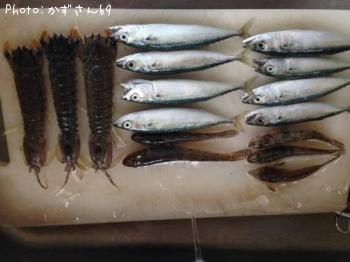 サバ・ハゼ・シャコ