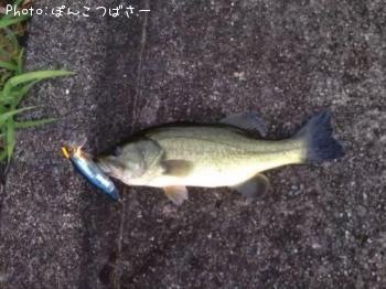 ¥Ö¥é¥Ã¥¯¥Ð¥¹