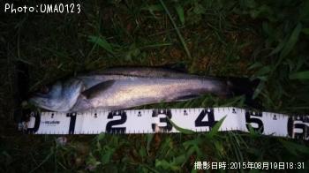 �����Х�