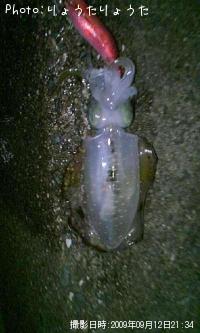 ¥¢¥ª¥ê¥¤¥«