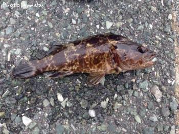 �����Υ���Х�