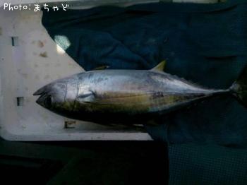 �����塼�ڥ��ĥ���