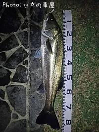 �����Х�