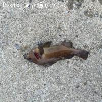 ¥¨¥¾¥á¥Ð¥ë