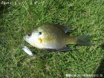 ¥Ö¥ë¡¼¥®¥ë