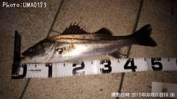 �����Х�