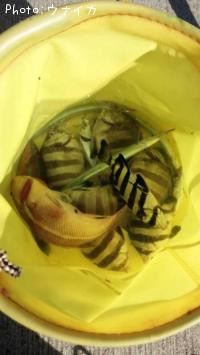 ¥Ù¥é¡¢¥¤¥·¥À¥¤¡¢¥µ¥è¥ê