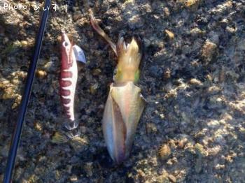 �����ꥤ��