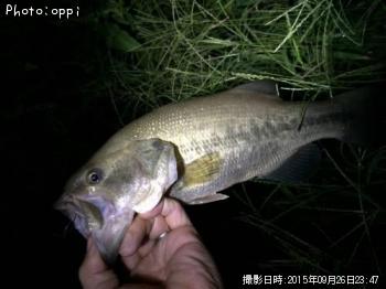 �֥�å��Х�