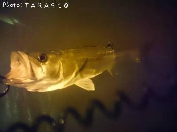 �����Х�