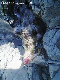 ¥¢¥ª¥ê¥¤¥«