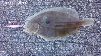 ¥¬¥ó¥¾¥¦¥Ó¥é¥á