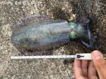 ¥¢¥ª¥ê¥¤¥«