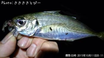 アジ&メバル&シーバス