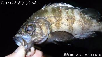 アジ&メバル&シーバス