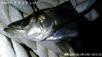 アジ&メバル&シーバス