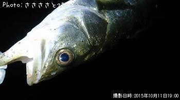 アジ&メバル&シーバス