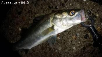 ¥Á¥Ó¥·¡¼¥Ð¥¹