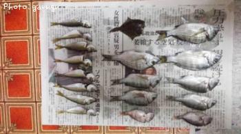 ¥¢¥¸¡¡¥¿¥¤¡¡¥«¥ì¥¤