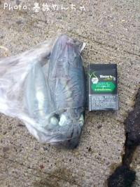 �����ꥤ��