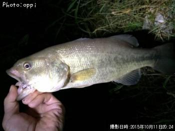 �֥�å��Х�