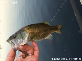 �֥�å��Х�