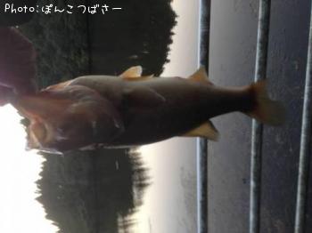 ¥Ö¥é¥Ã¥¯¥Ð¥¹