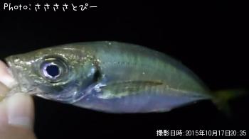 ��������Х�