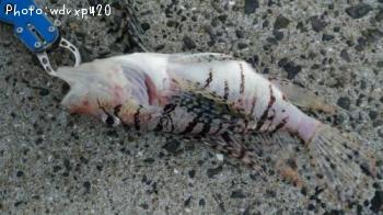 ¥ß¥Î¥«¥µ¥´