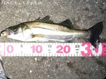 �����Х�