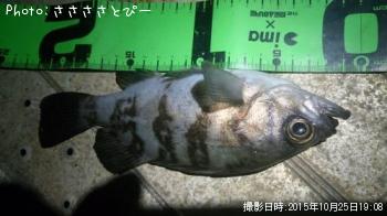 ¥¢¥¸¡õ¥á¥Ð¥ë¡õ¥·¡¼¥Ð¥¹