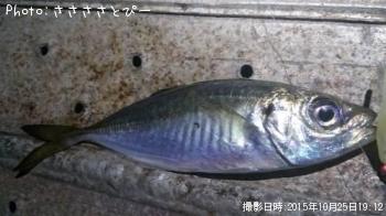 ¥¢¥¸¡õ¥á¥Ð¥ë¡õ¥·¡¼¥Ð¥¹